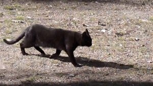 Голубь хочет спариться с голубкой (наблюдение за птицами).