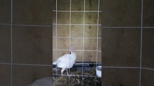 Индюкам 2 месяца. Чем кормлю. Какие новости.