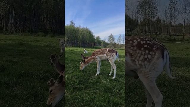 Лань Попрыгунчик? #забавныеживотные #funnyanimals #wildanimals #лань #животные #doe #сафарипарк #zo