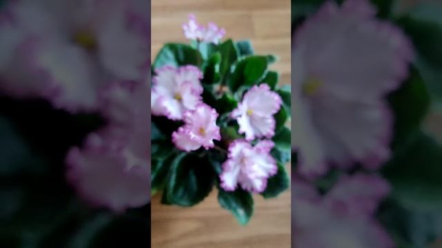 Фиалка - ЯН Менуэт смотреть онлайн