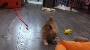 Супер МИНИ ЧИХУАХУА  3,5 месяца  650 гр