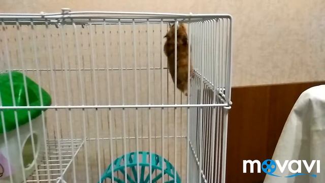 Хомячок сирийский, лазит по клетке. смотреть онлайн