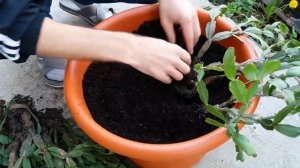 Пересадка шлюмбергеры (декабрист)