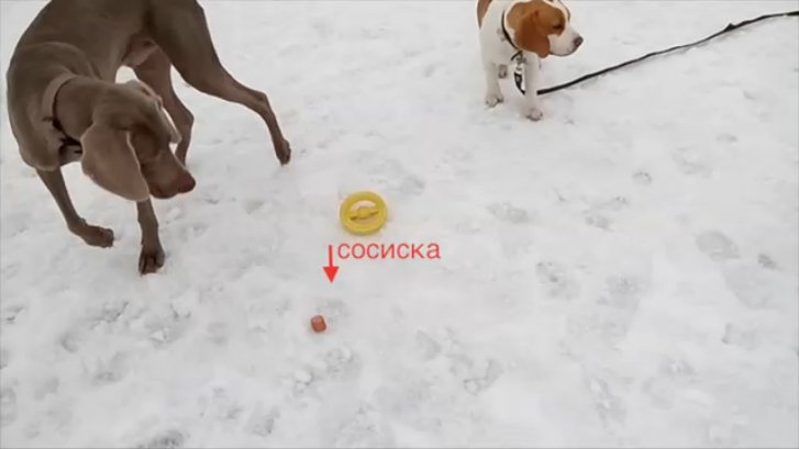 Бигль и бигль, тренируем неподбор