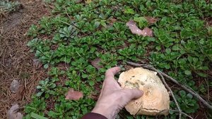 Гриб Рыжик в июле ??. Но червивый ??.