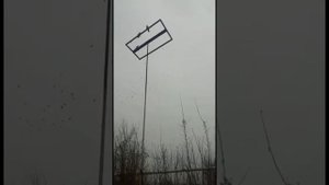 АЗИАТСКИЕ ИГРОВЫЕ  БОЙНЫЕ ГОЛУБИ,Казахстан г  Талдыкорган от Эльдара #tauben #pigeons