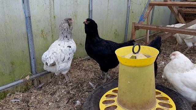 Объединил два семейства гилянских кур и 4х петухов в одно стадл смотреть онлайн