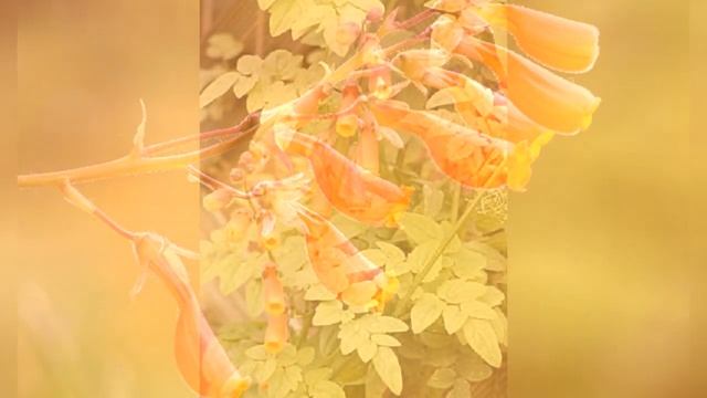 ВИСЛОПЛОДНИК   (ECCREMOCARPUS)  сем. Бигнониевые смотреть онлайн