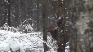 Рёв пятнистого оленя