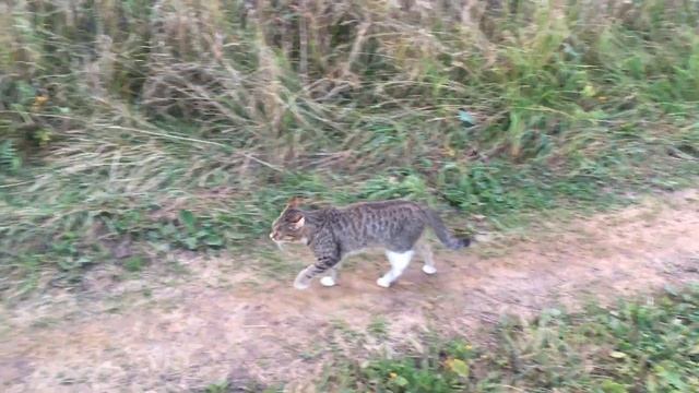 Две козы, собака, кот смотреть онлайн