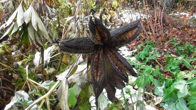 Первый снег в моем саду смотреть онлайн