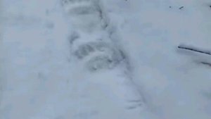 В поисках старой привады.