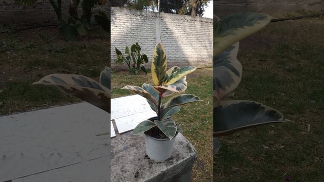 Árbol hule amarillo. Ficus Elástica.