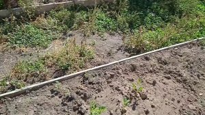 Сельдерей меняем на любисток.