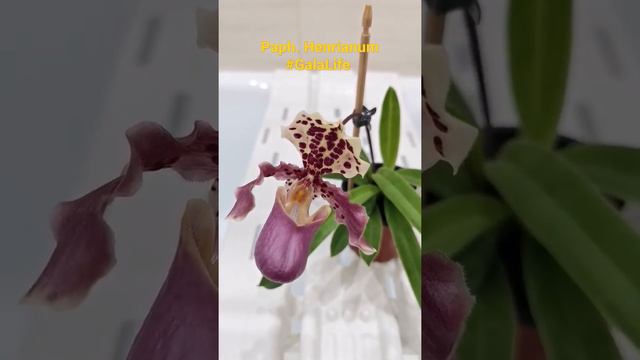 Paph. henrianum смотреть онлайн