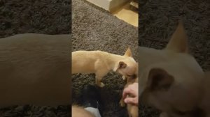 Chihuahua moshpit/Чихуахуа играются и дерутся