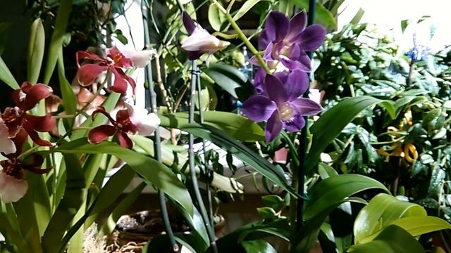 Дендрофаленопсис .Уход в домашних условиях . смотреть онлайн