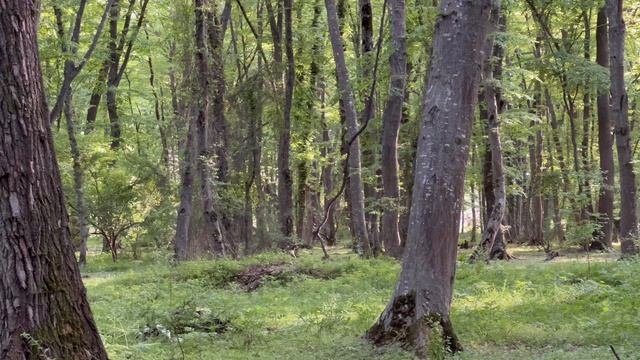 Прекрасный Лес