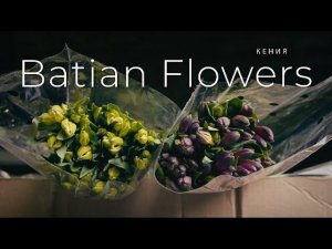 Альстромерия из Кении | Плантация Batian Flowers