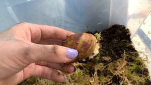 Cодержание улиток ахатин | уход за улитками ахатинами в домашних условиях в контейнере