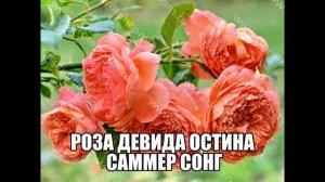 Роза Девида Остина Саммер Сонг