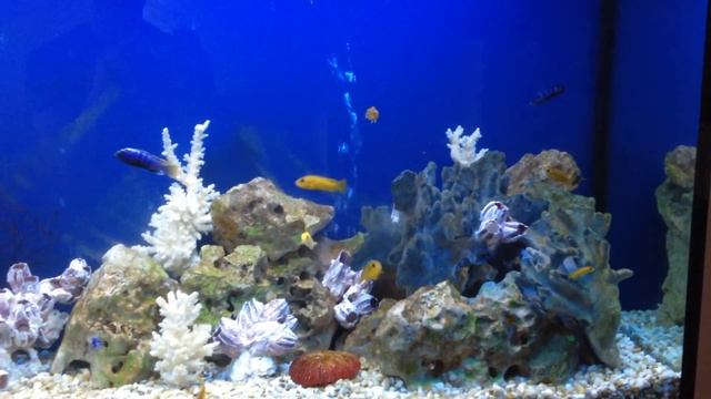 Псевдоморской аквариум смотреть онлайн