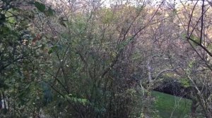 Замуж за иностранца или почему Запад стал бояться русских женщин