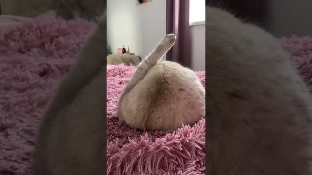 Тяжело жить кошке