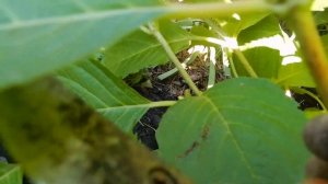 На даче. Обрезаю крупнолистную гортензию.