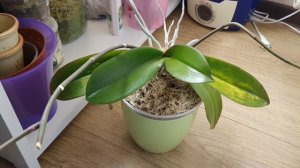 Орхидея "Моушен" "приболел"🤧//Ищу причины вместе с Вами