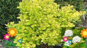 Спирея березолистная Торголд. Краткий обзор, описание характеристик spiraea betulifolia Torgold