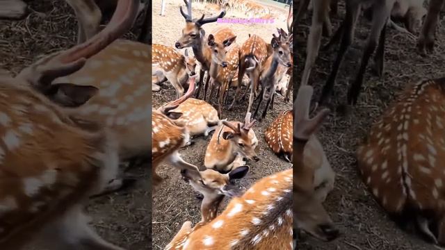 Когда пришел утром на работу 😄 Приколы Тик Ток 🤭 #приколы #приколысживотными #ржака #юмор #животные смотреть онлайн