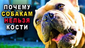 Почему собакам нельзя кости