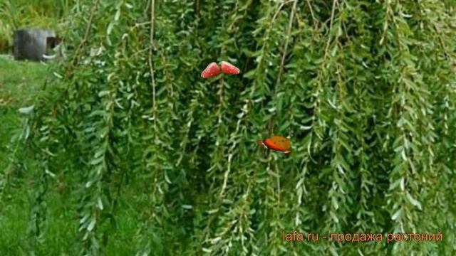 Ива пурпурная Пендула (iva-purpurnaya-pendula) ? ива Пендула обзор: как сажать саженцы ивы Пендула смотреть онлайн