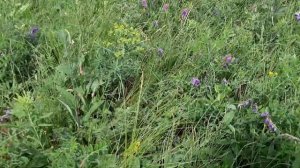 Пчёлы на пасике в Алтайских лугах