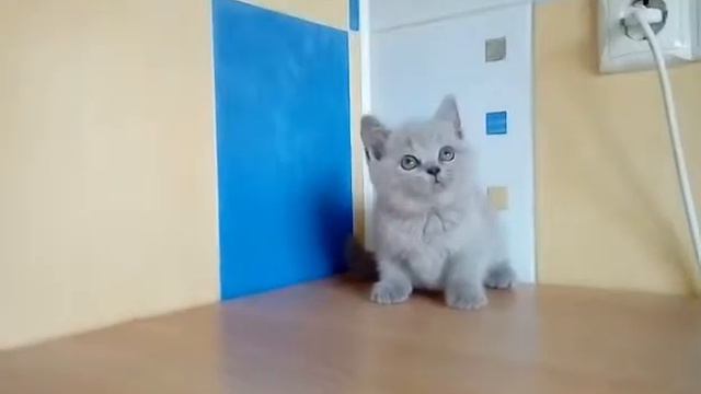 Британская кошечка. Продажа. смотреть онлайн