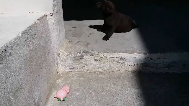 Labrador Retriever 44 days Лабрадор ретривер 44 день смотреть онлайн