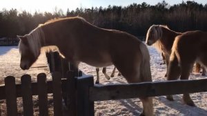 Хафлингеры в закатном солнце