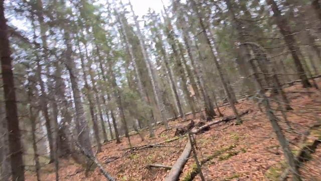 Охота на зайца. Республика Карелия. смотреть онлайн