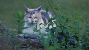 В Стамбуле был арестован японец за поедание кошек