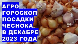 Aгрогороскоп посадки озимых чеснока и лука в декабре 2023 года Planting garlic in December 2023