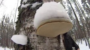 Снегоступы своими руками