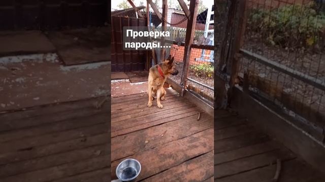 КАК ОПРЕДЕЛИТЬ НЕМЕЦКУЮ ОВЧАРКУ? #shorts #бурансобака #германия #овчарка #немецкаяовчарка #животные