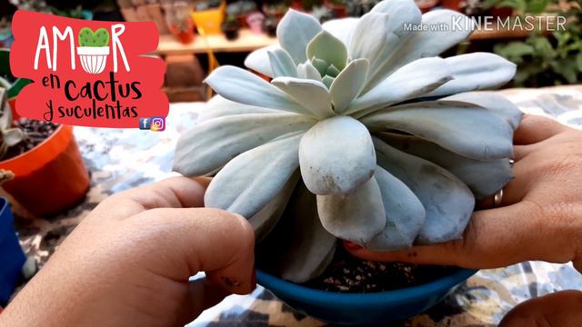 Mantenimiento a nuestra suculenta con PRUINA, Echeveria Caly ARGENTA смотреть онлайн