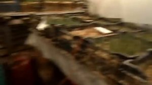 выгонка тюльпанов(прошло 7 дней)