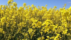 Евангелие дня. Чтимые святые дня. Седмица 6-я по Пасхе. (30 мая 2020 г.)