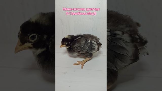 Мини-яичная цветная Э-1 зелёное яйцо.