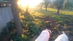 Электропастух и свиньи