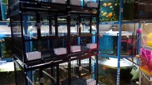 Вольер, клетка для попугаев/птиц Triol BR 222.