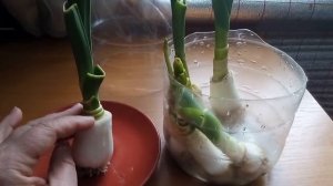 Лук порей выращиваем зимой на подоконнике.Полезные свойства лука порея!!!